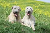 IRISH WOLFHOUND 211